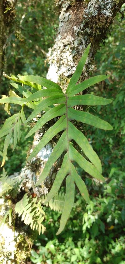 Pleopeltis pleopeltifolia, photographed by Edson Luis Fabro Gasperin