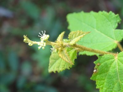Croton malvavisciifolius, photographed by Alexis López Hernández