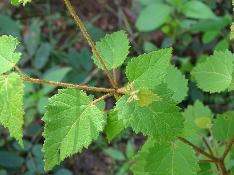 Croton malvavisciifolius, photographed by Alexis López Hernández