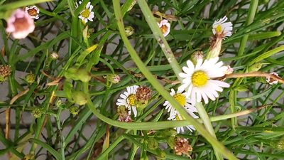 Symphyotrichum tenuifolium, photographed by Craig Martin