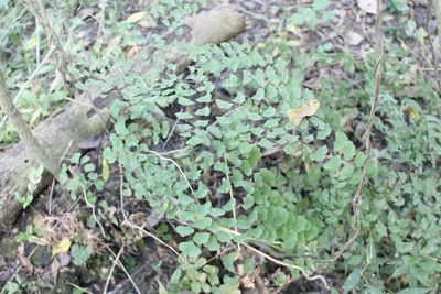 Adiantum braunii, photographed by Viacheslav Shalisko