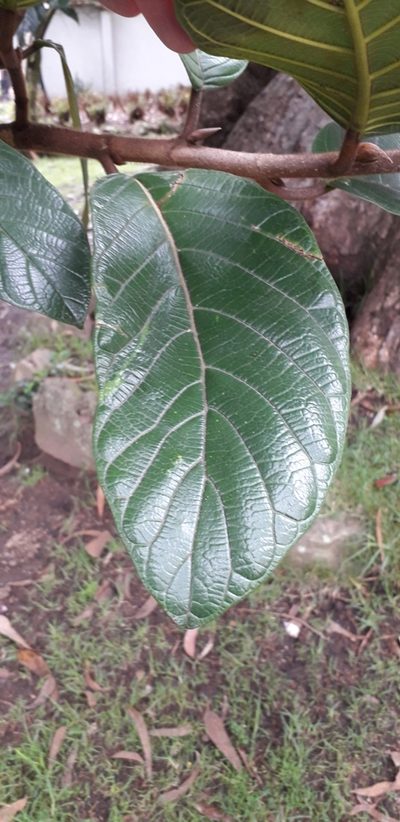 Ficus tequendamae, photographed by Juan Carlos Caicedo Hernández