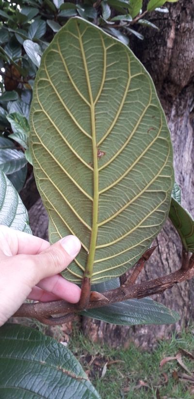Ficus tequendamae, photographed by Juan Carlos Caicedo Hernández