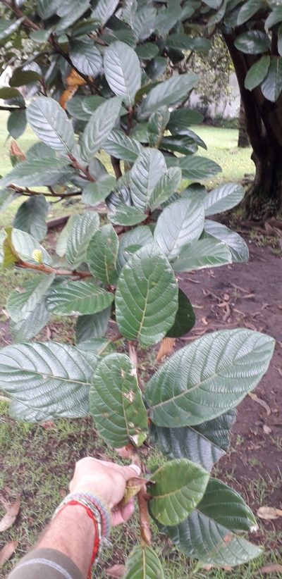 Ficus tequendamae, photographed by Juan Carlos Caicedo Hernández