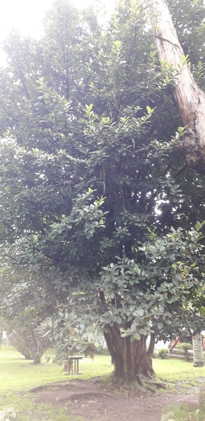 Ficus tequendamae, photographed by Juan Carlos Caicedo Hernández