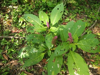 Phytolacca bogotensis, photographed by Fabricio Lionel Iglesias