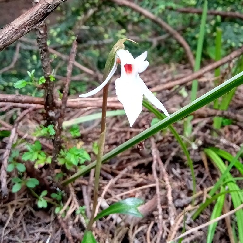Funkiella hyemalis, photographed by Jose Enrique