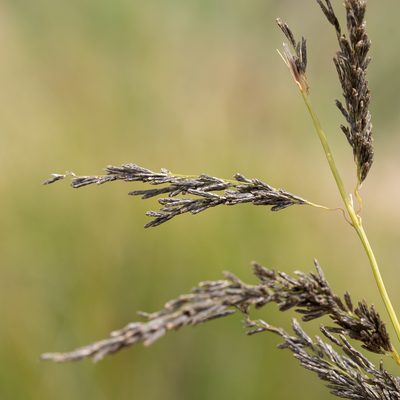 Eragrostis curvula, photographed by Kym Nicolson