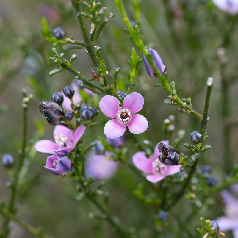 Cyanothamnus coerulescens, photographed by Kym Nicolson