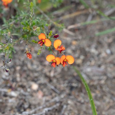 Dillwynia hispida, photographed by Kym Nicolson