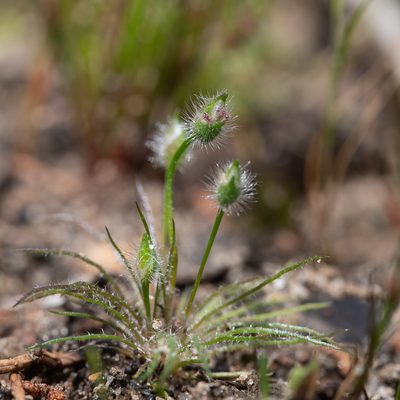 Centrolepis strigosa, photographed by Kym Nicolson