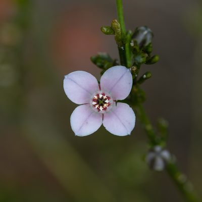 Cyanothamnus coerulescens, photographed by Kym Nicolson