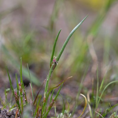 Centrolepis aristata, photographed by Kym Nicolson