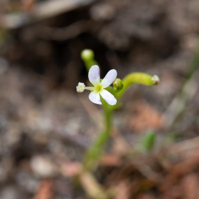 Stylidium despectum, photographed by Kym Nicolson