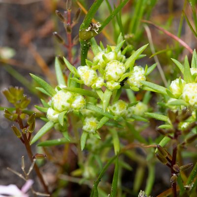 Siloxerus multiflorus, photographed by Kym Nicolson