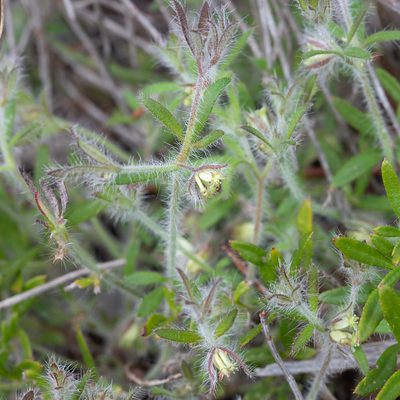 Xanthosia huegelii, photographed by Kym Nicolson