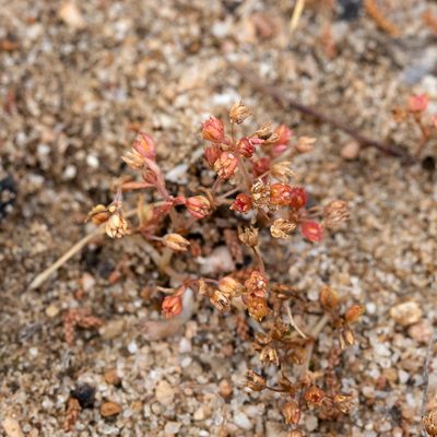 Crassula decumbens, photographed by Kym Nicolson