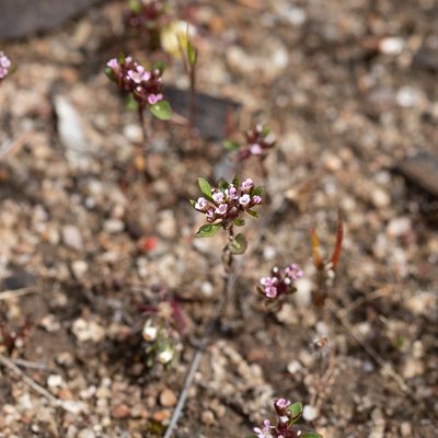 Levenhookia pusilla, photographed by Kym Nicolson