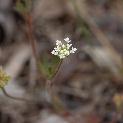 Trachymene pilosa, photographed by Kym Nicolson