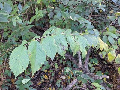 Ulmus rubra, photographed by Cecil Smith