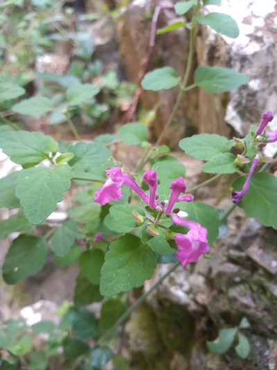 Scutellaria seleriana, photographed by Rodolfo Salinas Villarreal