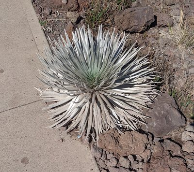 Argyroxiphium sandwicense