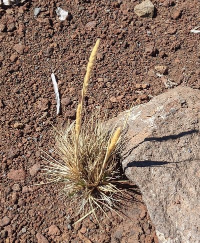 Trisetum glomeratum, photographed by Brodie Cass Talbott