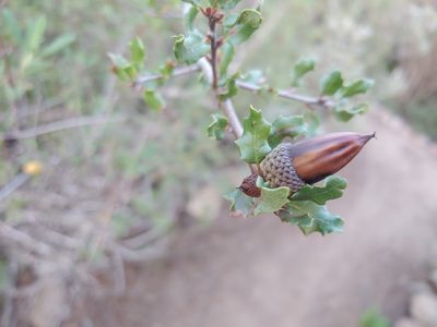 Quercus dumosa, photographed by Tom and T Herman