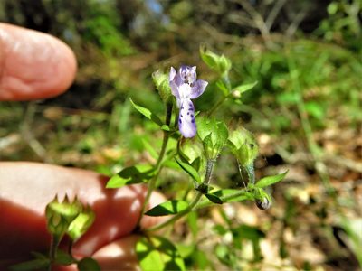 Trichostema dichotomum, photographed by Annika Lindqvist