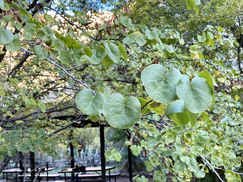 Cercis orbiculata, photographed by Bob Walker