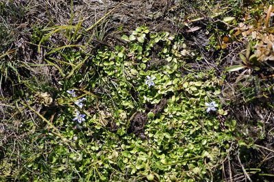 Isotoma rivalis, photographed by Paula Greer