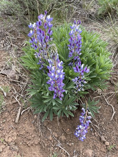 Lupinus prunophilus, photographed by Mark Pollock