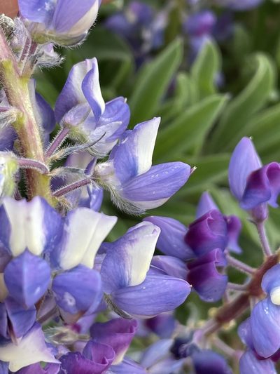 Lupinus prunophilus, photographed by Mark Pollock