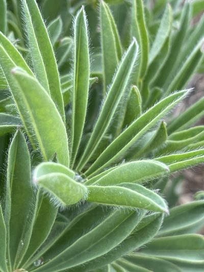 Lupinus prunophilus, photographed by Mark Pollock