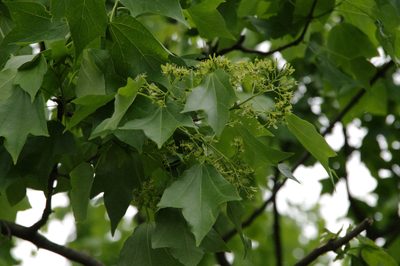 Acer buergerianum, photographed by Eric Knight