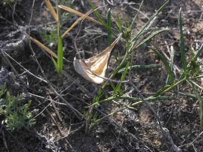 Cynanchum thesioides, photographed by Oleg Kosterin