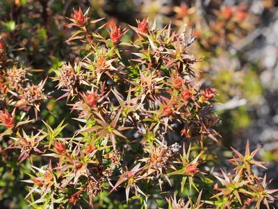 Richea sprengelioides, photographed by Jesse de Vries