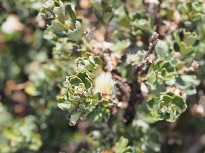 Olearia obcordata, photographed by Jesse de Vries