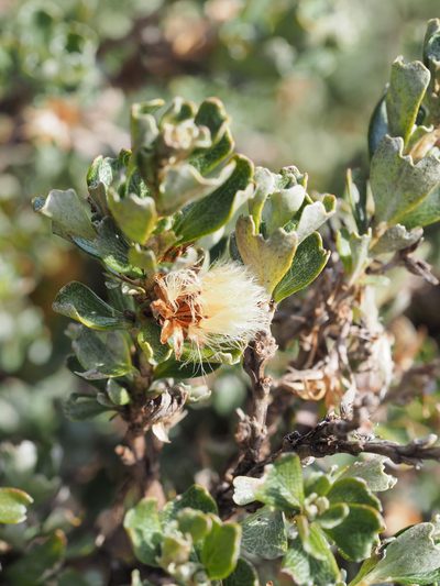 Olearia obcordata, photographed by Jesse de Vries