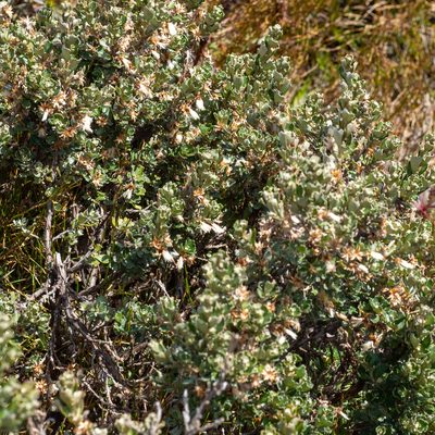 Olearia obcordata, photographed by Jesse de Vries