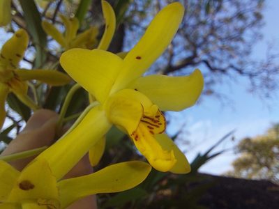 Ansellia africana, photographed by Manuel R Popp