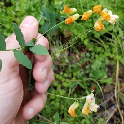 Lathyrus sulphureus, photographed by Justin