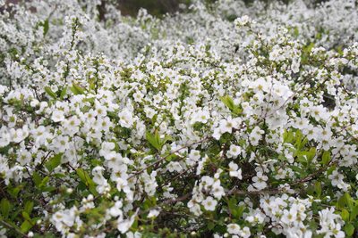 Spiraea thunbergii, photographed by harum.koh
