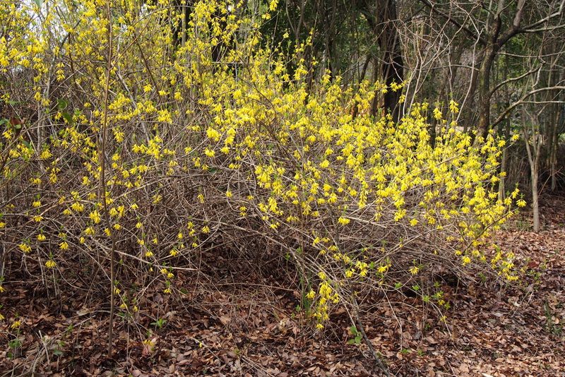 Forsythia suspensa, photographed by harum.koh