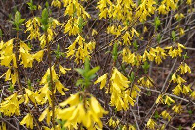 Forsythia suspensa, photographed by harum.koh