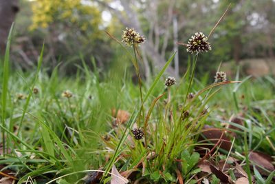 Luzula capitata, photographed by harum.koh