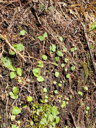 Cyrtostylis rotundifolia, photographed by rempson