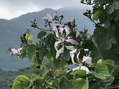 Bauhinia purpurea, photographed by Scott Edmunds