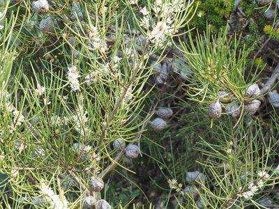 Hakea lissosperma, photographed by Jesse de Vries