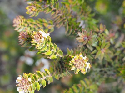 Westringia rubiifolia, photographed by Jesse de Vries